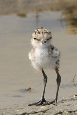 Kentish Plover (chick), Epanomi � 2005  F. S. Simpson
