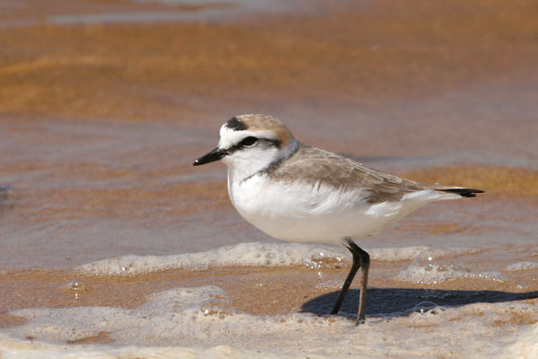 Kentish Plover �2006 Fraser Simpson
