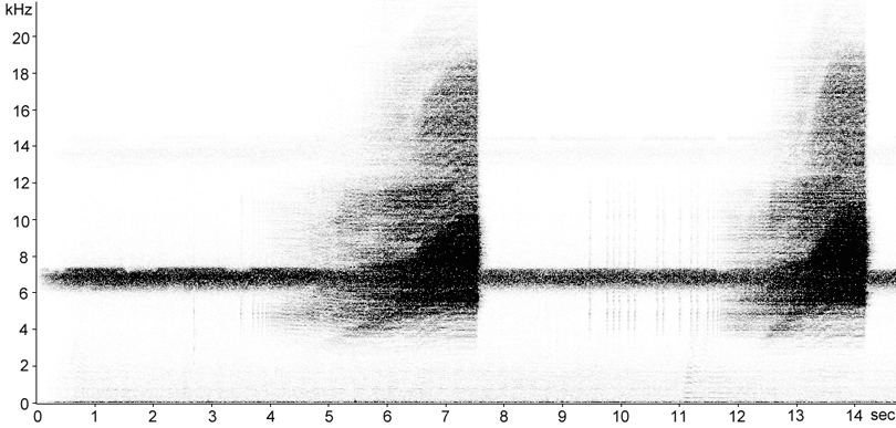 Sonogram of Keys Cicada (Diceroprocta bionica) song