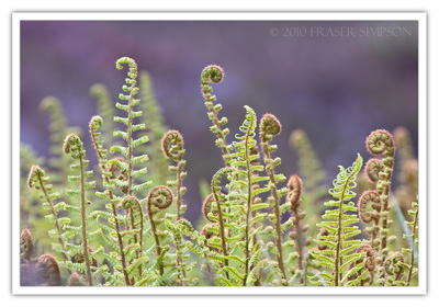 Bracken & Moorland  2010  Fraser Simpson