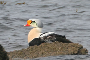 King Eider 2006 Fraser Simpson