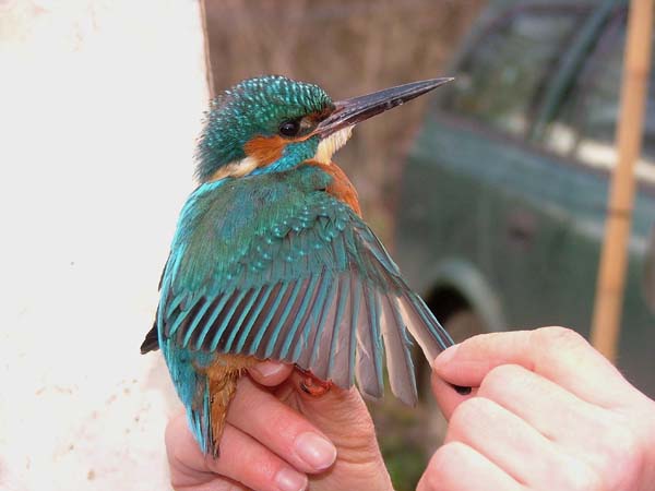 Kingfisher � 2005 Alistair Simpson