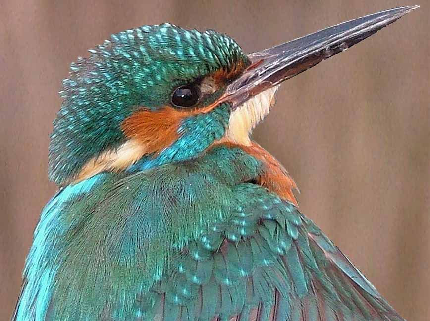 Kingfisher � 2005 Alistair Simpson