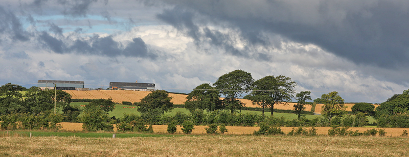 Point 5. Mature Beeches: Tree Sparrow, Stock Dove, Jackdaw, Kestrel, Yellowhammer, etc. (Knockentiber-Springside disused railway line)  Fraser Simpson