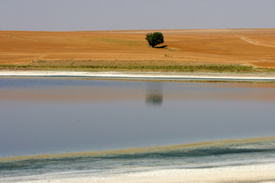 Kulu G�l� � 2008 Fraser Simpson