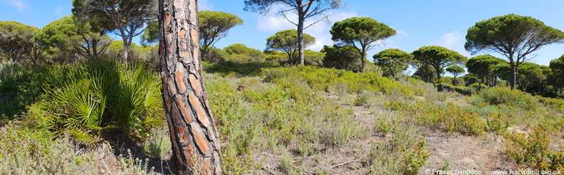 La Bre�a de Barbate � Fraser Simpson