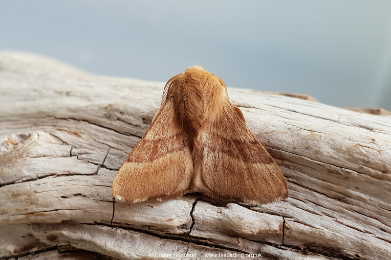 The Lackey (Malacosoma neustria) � Fraser Simpson