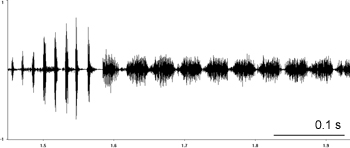Oscillogram of Ladder Grasshopper stridulation