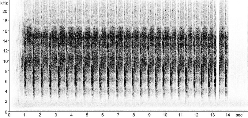 Sonogram of Ladder Grasshopper stridulation
