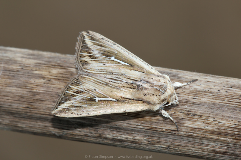 L-album Wainscot (Mythimna l-album) � Fraser Simpson