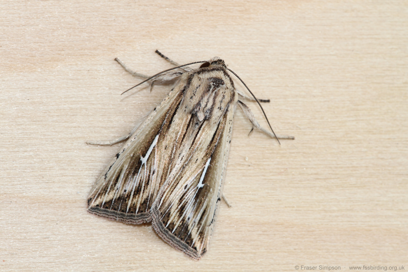 L-album Wainscot (Mythimna l-album) � Fraser Simpson