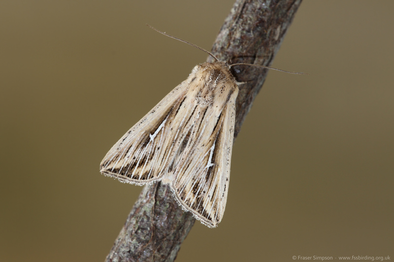 L-album Wainscot (Mythimna l-album) � Fraser Simpson