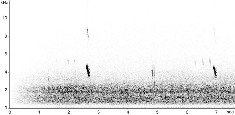 Sonogram of Lapland Bunting calls