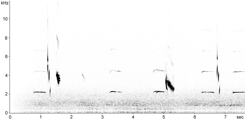 Sonogram of Lapland Bunting calls