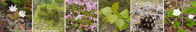 Lapland Flora � Fraser Simpson