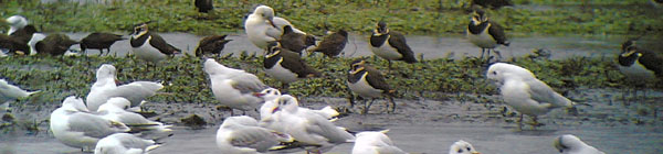 Lapwing & gulls, Phonescoping 2005 Fraser Simpson