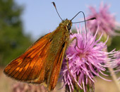 Large Skipper