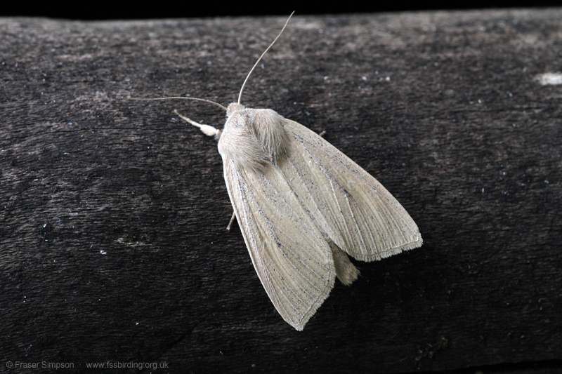 Large Wainscot (Rhizedra lutosa) � Fraser Simpson