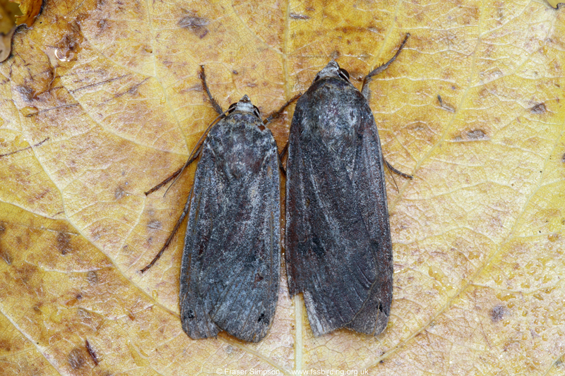 Large Yellow Underwing (Noctua pronuba) © Fraser Simpson