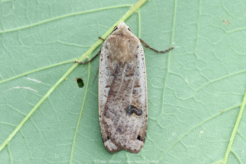 Large Yellow Underwing (Noctua pronuba) � Fraser Simpson