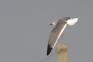 Laughing Gull 2006 Fraser Simpson