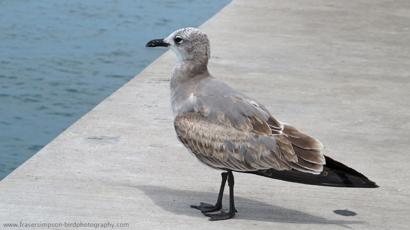 Laughing Gull (Larus atricilla), Key West � Fraser Simpson