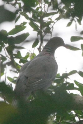 Bolle's Pigeon Columba bollii  �2006 Fraser Simpson