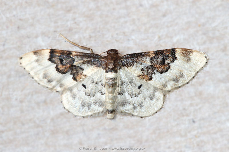 Least Carpet (Idaea rusticata) � Fraser Simpson