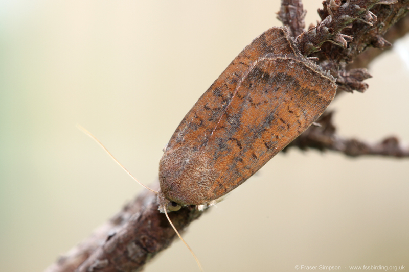 Least Yellow Underwing (Noctua interjecta) � Fraser Simpson