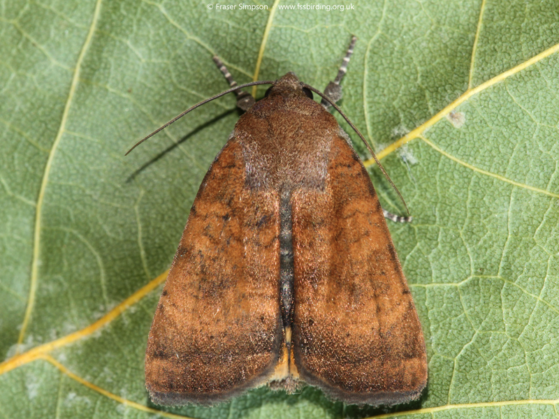 Least Yellow Underwing (Noctua interjecta) � Fraser Simpson