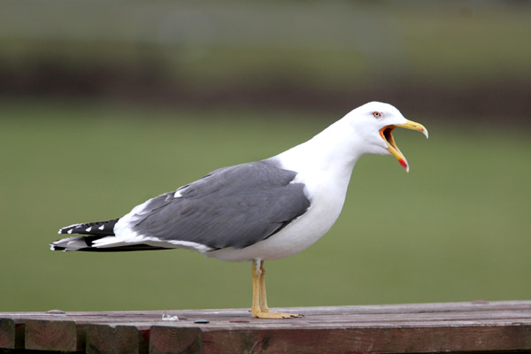 Lesser Black-backed Gull 2006 Fraser Simpson