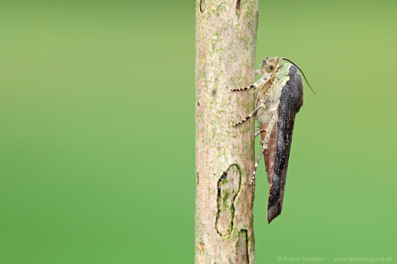 Lesser Broad-bordered Yellow Underwing (Noctua janthe) � Fraser Simpson