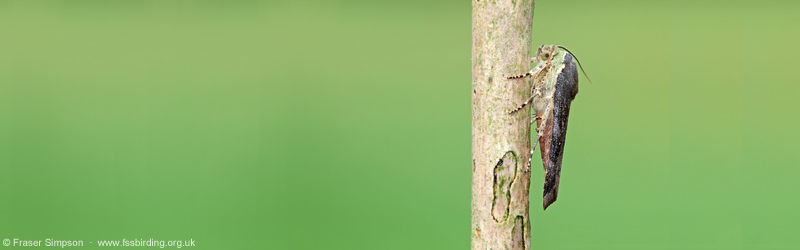 Lesser Broad-bordered Yellow Underwing, Crosshouse, Ayrshire � Fraser Simpson 