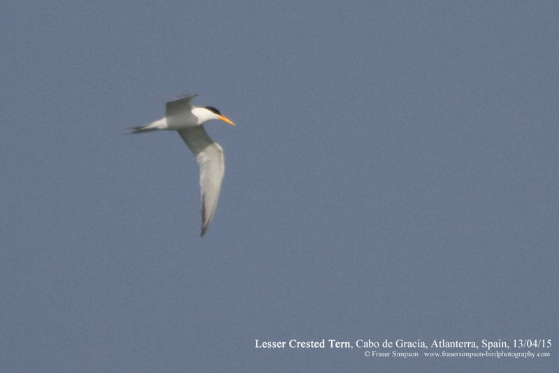 Lesser Crested Tern (Thalasseus bengalensis), Atlanterra � Fraser Simpson