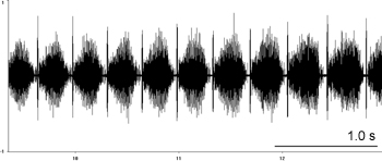 Oscillogram of Lesser Grasshopper stridulation