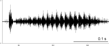 Oscillogram of Lesser Grasshopper stridulation