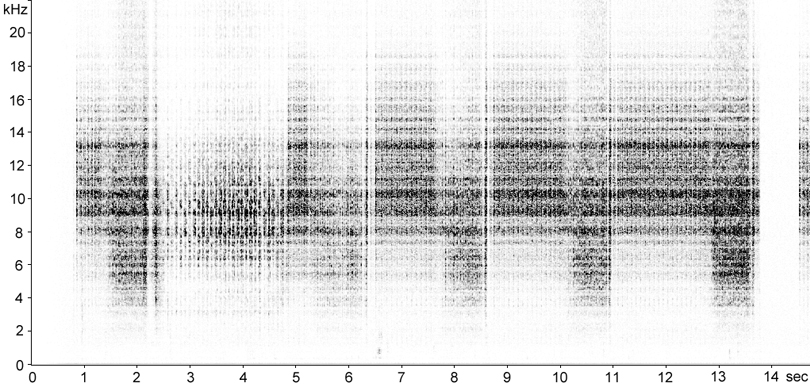 Sonogram of Lesser Marsh Grasshopper calling song stridulation [lessermarshgrasshopper117352capcut1]