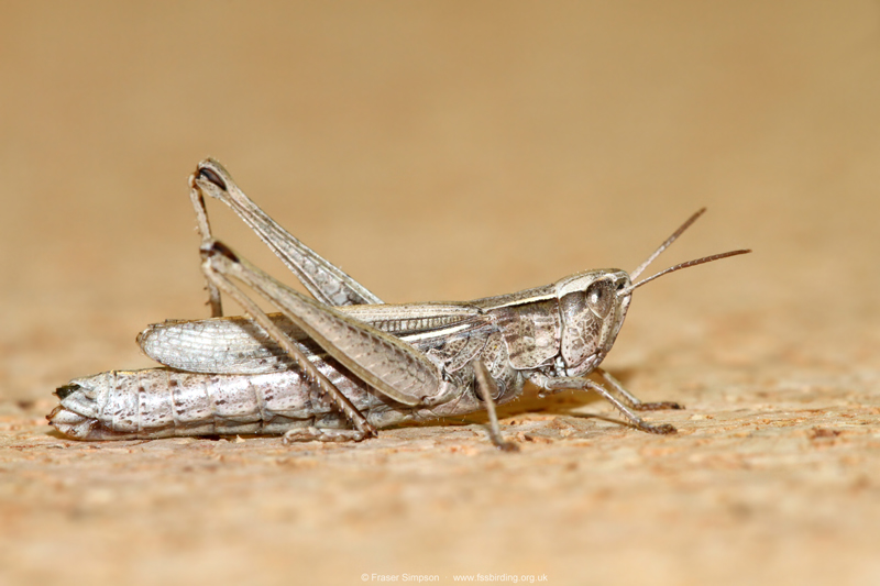 Lesser Marsh Grasshopper (Chorthippus albomarginatus) � Fraser Simpson