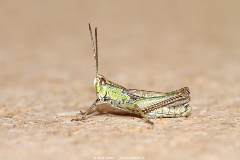 Lesser Marsh Grasshopper (Chorthippus albomarginatus) � Fraser Simpson