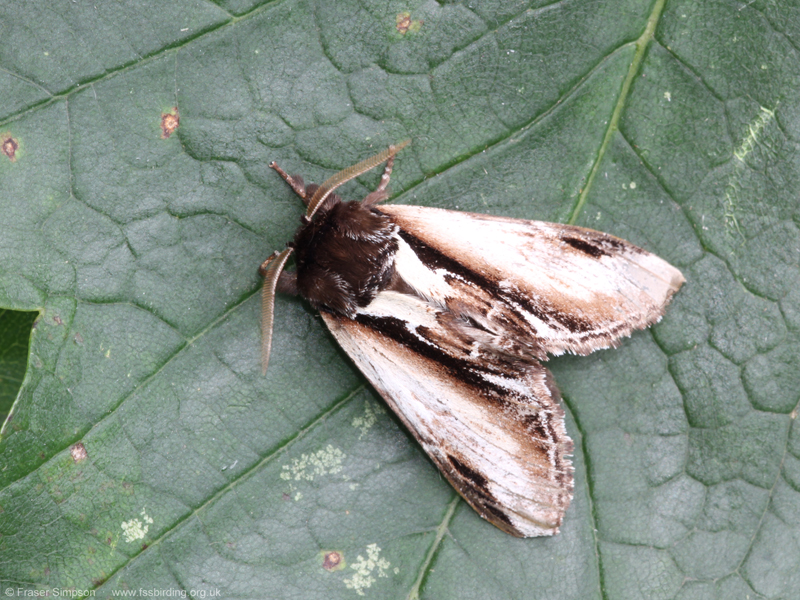 Lesser Swallow Prominent (Pheosia gnoma) � Fraser Simpson