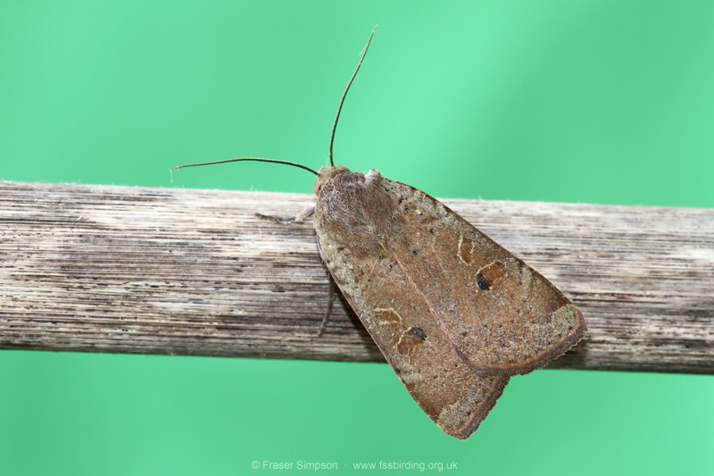 Broad-bordered Yellow Underwing (Noctua comes) � Fraser Simpson