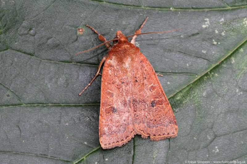 Lesser Yellow Underwing (Noctua comes) � Fraser Simpson