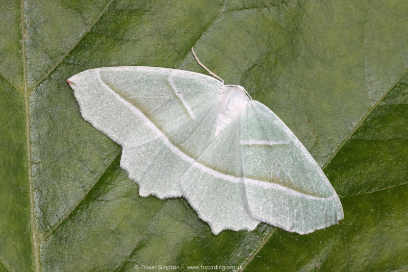 Light Emerald (Campaea margaritaria) � Fraser Simpson