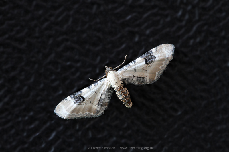 Lime-speck Pug (Eupithecia centaureata) � Fraser Simpson