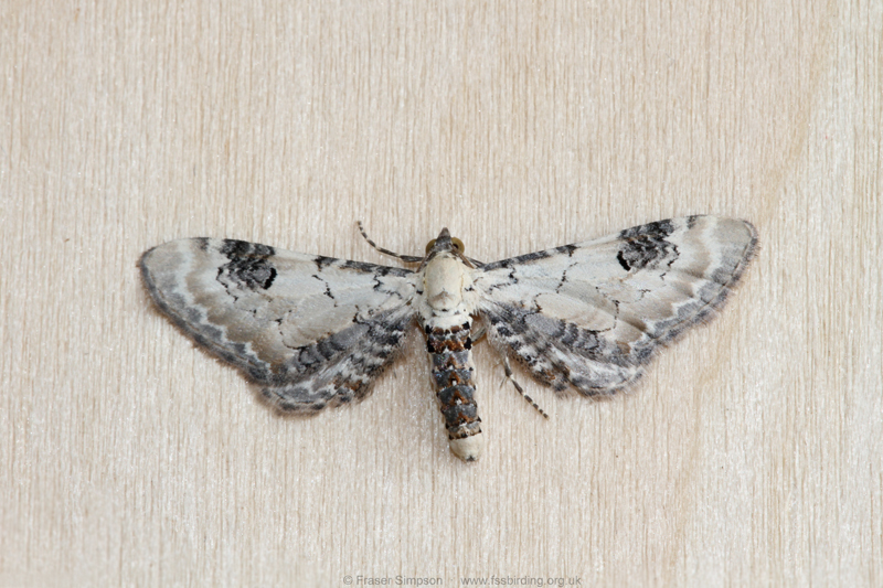Lime-speck Pug (Eupithecia centaureata) � Fraser Simpson