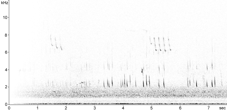 Sonogram of Linnet flight calls � Fraser Simpson  �  www.fssbirding.org.uk