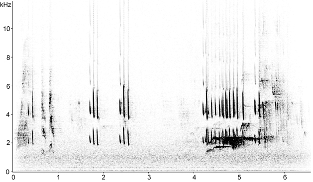 Sonogram of Linnet call