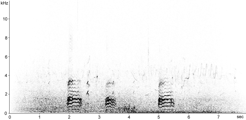 Sonogram of a Little Egret calling in flight