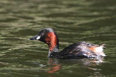 Little Grebe � 2005  F. S. Simpson