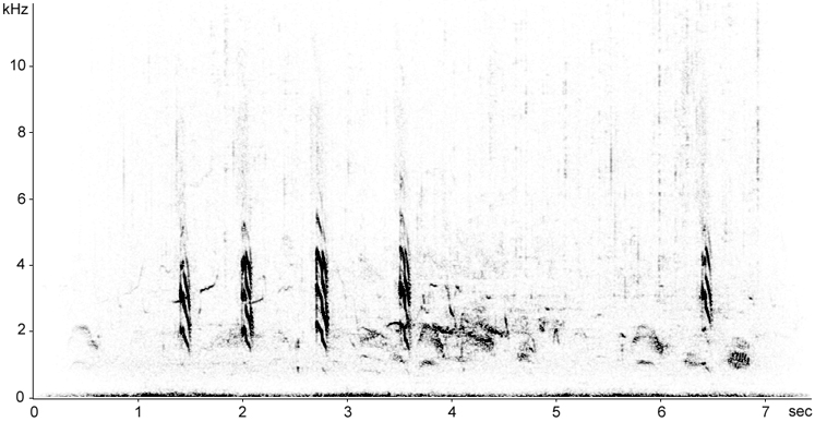 Sonogram of Little Gull calls